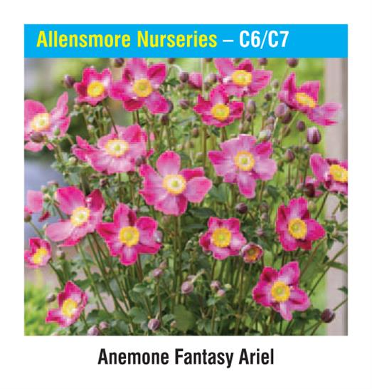 Allensmore Nurseries